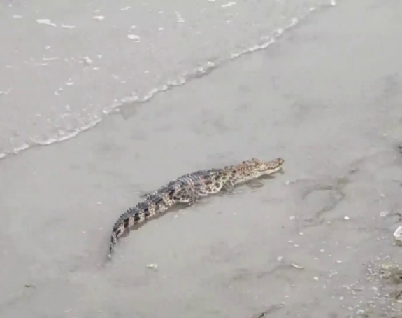 Krokodil ušetao u hotel i tražio hranu, pogledajte video