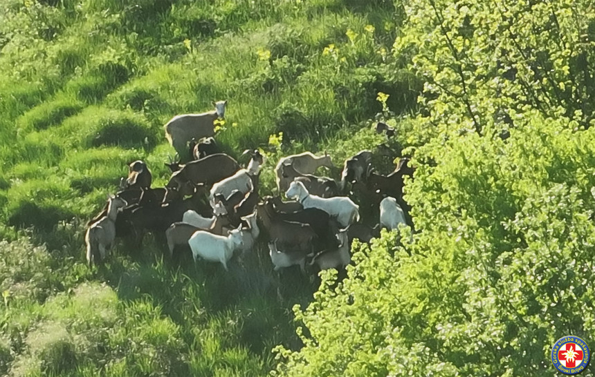 Izgubio stado koza pa zvao GSS, pronađeno je dronom