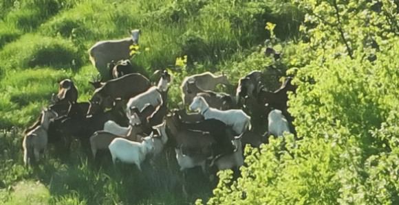 Izgubio stado koza pa zvao GSS, pronađeno je dronom