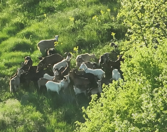 Izgubio stado koza pa zvao GSS, pronađeno je dronom