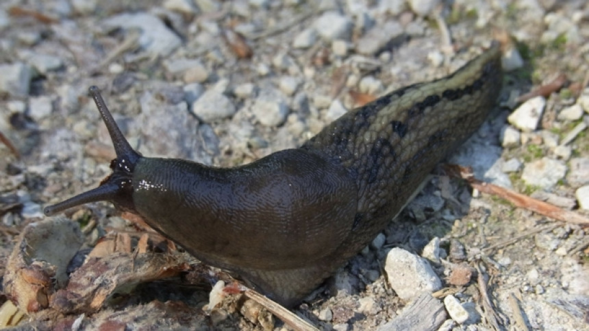 Oni mislili da im zvone tinejdžeri na interfon a ustvari bio puž golać!