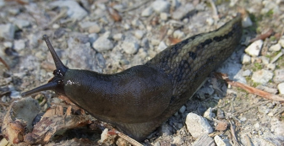 Oni mislili da im zvone tinejdžeri na interfon a ustvari bio puž golać!